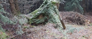 Event-Image for 'Waldauszeit - die andere Begegnung'