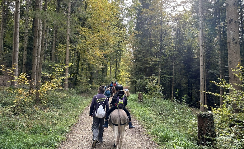 Tierischer Waldspaziergang