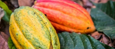 Event-Image for 'Walk&Talk Schokolade'