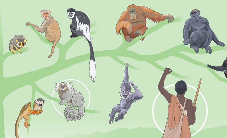 Die Evolution menschlicher Kognition