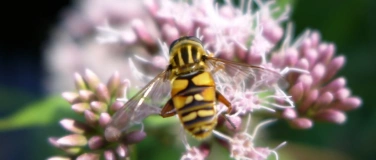 Event-Image for 'Offene Naturg&auml;rten'