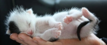 Event-Image for 'Einladung zum Weltkatzentag'