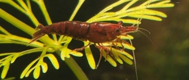 Event-Image for 'Fantastic Shrimp Festival: Aquarium Pass'