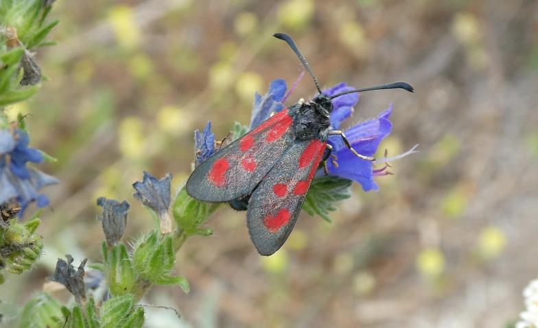 Insekten - faszinierende Vielfalt