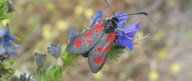 Event-Image for 'Insekten - faszinierende Vielfalt'