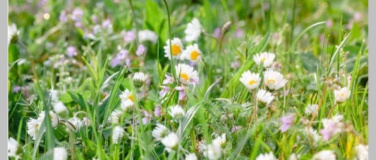 Event-Image for 'Wie pflege ich einen Naturgarten?'