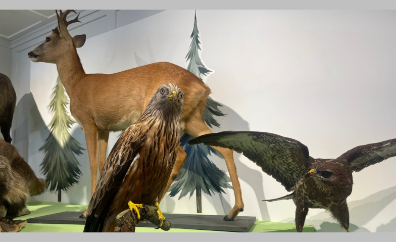 Wild.Wald.Wir - Sonderausstellung