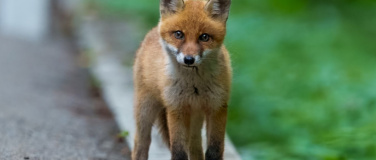 Event-Image for 'Wildtiere in der Stadt: auf den Spuren von wilden Nachbarn'