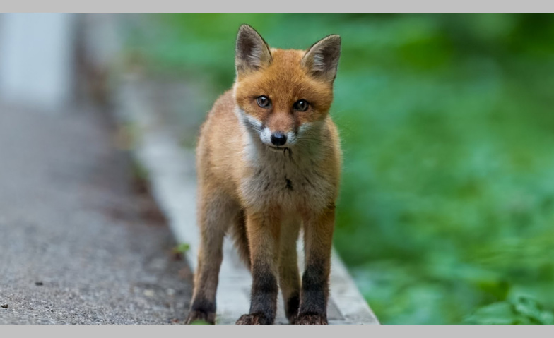 Wildtiere in der Stadt: auf den Spuren von wilden Nachbarn