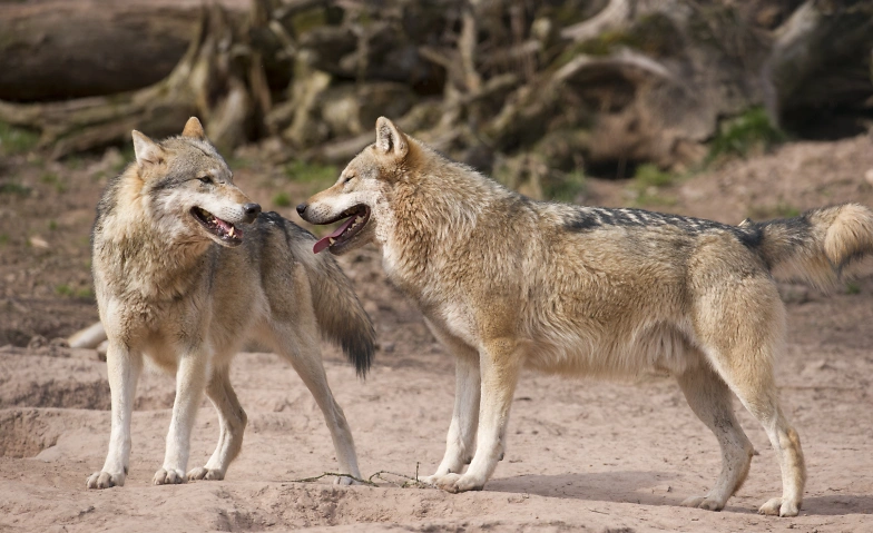 Wildparadies Tripsdrill