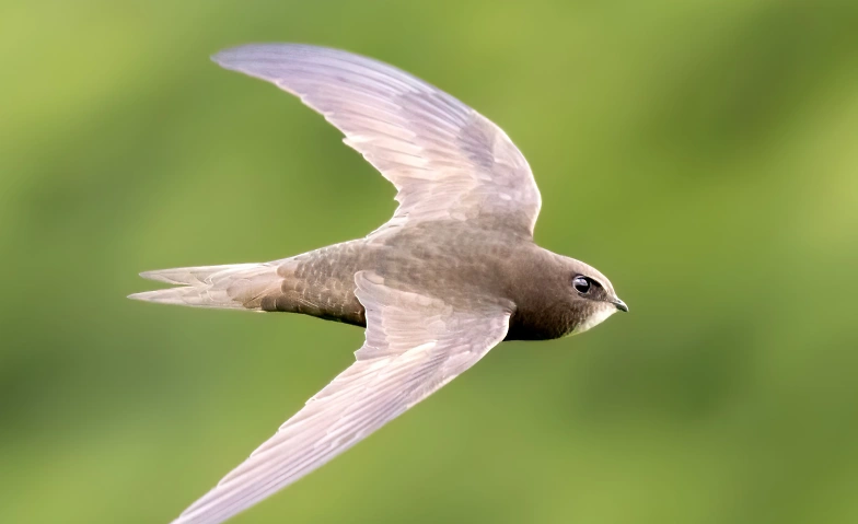 Event-Image for 'Zwerglif&uuml;hrung &laquo;fliegend unterwegs&raquo;'