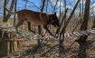 Hundekletterpark - K&ouml;rperbewusstsein und Balance