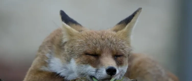 Event-Image for 'F&uuml;hrung durch die Sonderausstellung &laquo;Der Fuchs &ndash; Meister der'