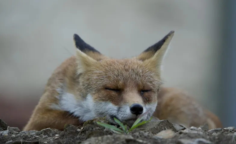 Führung durch die Sonderausstellung «Der Fuchs – Meister der, Visites & Conférences / Visites, Naturmuseum St.Gallen