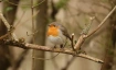 Abendroutine der Tiere im Sihlwald
