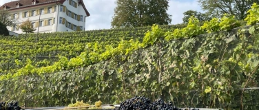 Event-Image for 'Schlossfest mit den Rebl&uuml;t'