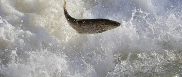 Event-Image for 'Fischen auf der Spur - Ihre Wanderungen verstehen & sch&uuml;tzen'