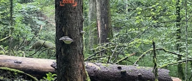 Event-Image for 'Wildnispark Sihlwald'