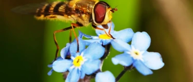 Event-Image for 'Mimikry: Faszinierende &bdquo;Fakes&ldquo; in der Natur Europas'