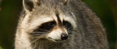 Event-Image for 'Vortrag &laquo;Der Waschb&auml;r - Neub&uuml;rger mit Konfliktpotential?&raquo;'
