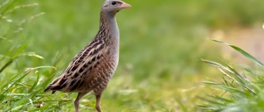 Event-Image for 'Der Osten Polens - Vogelwelt in Urwald und Sumpflandschaften'