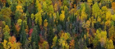 Event-Image for 'Wald im Klimawandel - was geht ab? (NGZH Vortrag)'