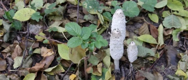 Event-Image for 'herbstliche Pilzwanderung bei Seddin'