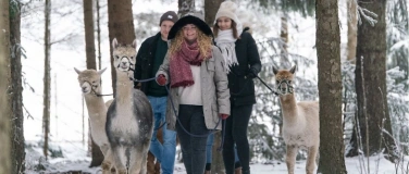 Event-Image for 'Alpaka-Winter-Spezial - Alpaka-Wanderung mit Apfelpunsch'