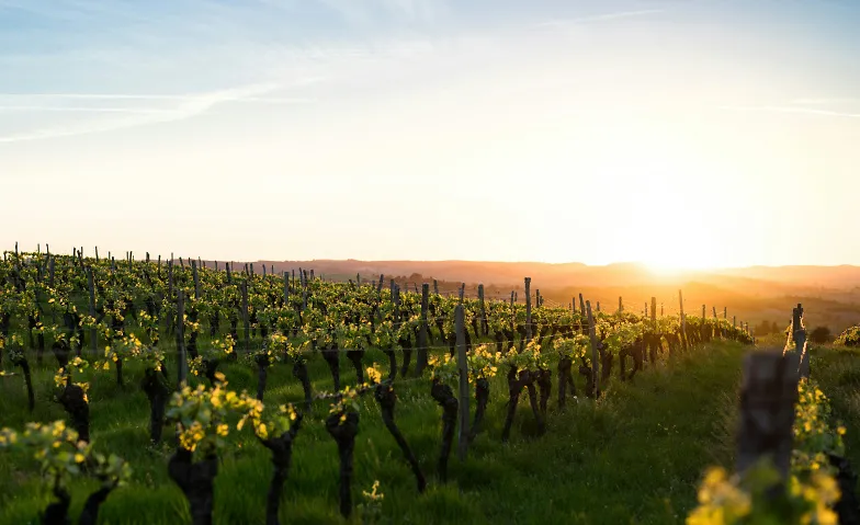 Weinbau der Zukunft – neues Klima braucht neue Systeme