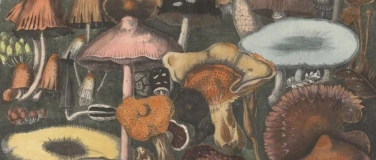 Event-Image for 'Brunch'n'Dance vol. 2: Fungi Fever'
