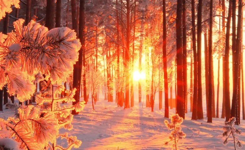 Wintersonnenwende im Wald – Feuer, Kakao und Fackeln