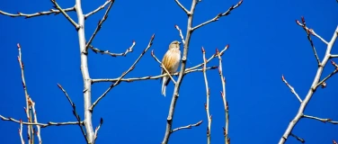 Event-Image for 'Wo fliegen die V&ouml;gel hin?'