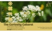 The Curiosity Cabaret - A Variety Show in English